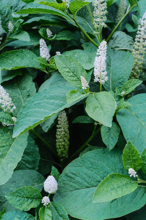 Lush green foliage adorned with white spiked flowers, creating a dense, vibrant botanical scene.の写真素材