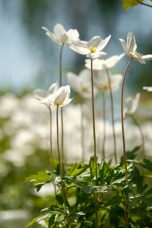 Delicate white flowers with yellow centers reach upwards from lush green foliage, bathed in soft light.の写真素材