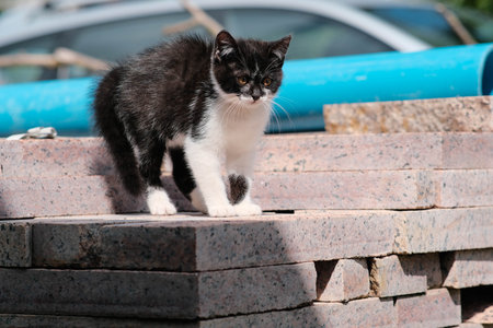 A playful kitten sits on a colorful stack of bricks, happily exploring its surroundingsの写真素材