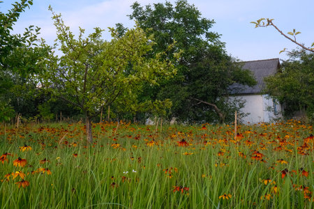 A Beautifully Vibrant and Colorful Wildflower Meadow, Accompanied by a Charming Little Houseの写真素材