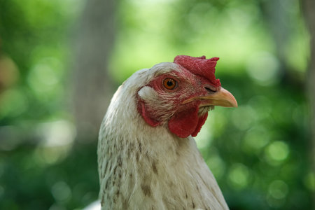 Close-up of a chickens head.の写真素材