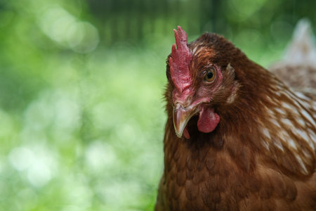 Close-up of a chickens head.の写真素材