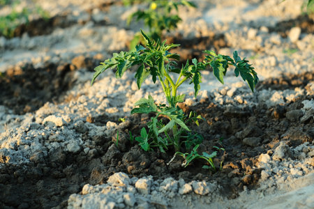 Green bud of tomato. Watering a tomato in the garden.の写真素材