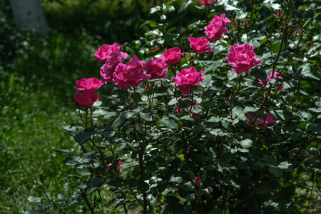 Red roses in the garden.の写真素材