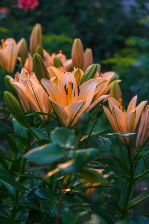 Beautiful summer flower garden.の写真素材