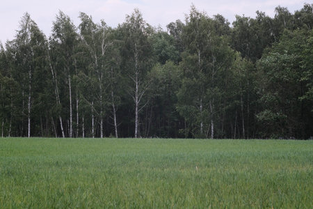 A Beautiful Lush Green Field Completely Surrounded by Majestic Birch Trees in Natures Embraceの写真素材