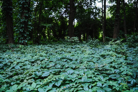 Lush green groundcover with distinct five-lobed leaves, creating a vibrant forest floor tapestry.の写真素材