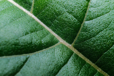 A vibrant close-up of a green leaf showcasing its intricate vein structure, highlighting natures delicate design.の写真素材