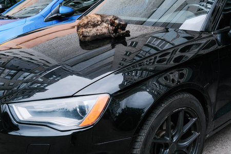 A striped cat comfortably naps on the shiny black hood of a car, with city reflections on the vehicles surface.の写真素材