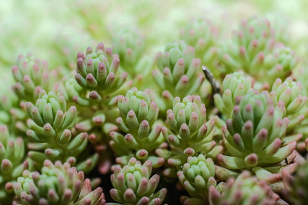 A vibrant close-up of lush green succulents with pink tips, forming a dense and beautiful natural pattern.の写真素材
