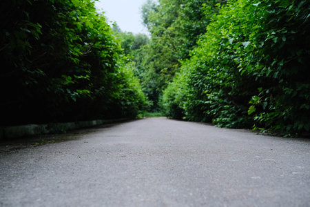 A perspective shot of a narrow paved path bordered by lush green hedges, leading into a dense forested area.の写真素材