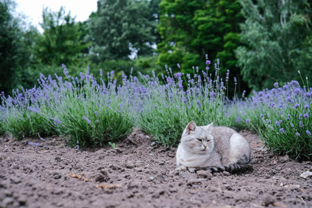 Peaceful grey cat resting among fragrant lavender bushes in a serene garden setting.の写真素材