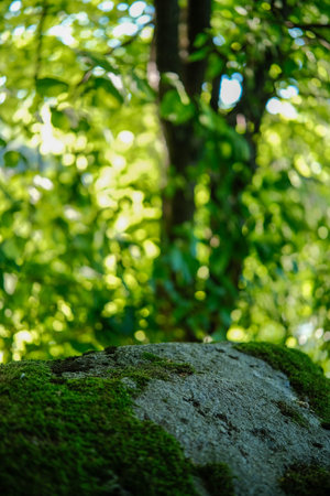 Mossy rock in focus with a vibrant, sun-dappled green forest and blurred tree trunks in the background.の写真素材