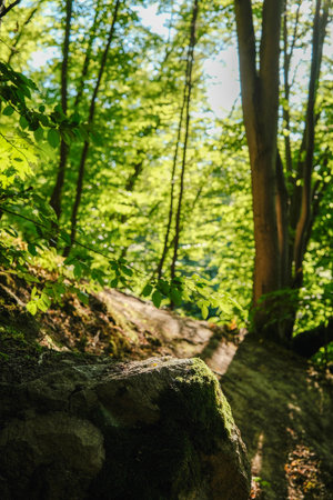Sunlit forest path leading into lush greenery, with a mossy rock in the foreground.の写真素材