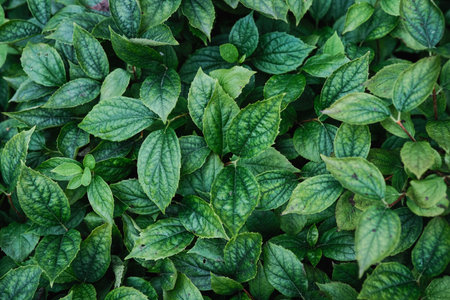 Vibrant green leaves with detailed textures, creating a natural and organic background.の写真素材