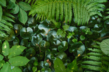 A vibrant tapestry of lush green foliage, featuring ferns and broad-leaved plants in a dense natural setting.の写真素材