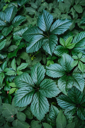 Vibrant green Virginia Creeper leaves with distinct five-lobed shapes, creating a dense natural pattern.の写真素材