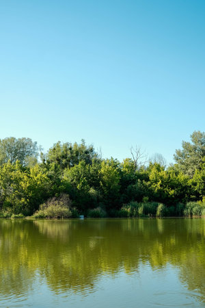 A serene body of water reflects lush green trees and a clear blue sky, creating a tranquil natural scene.の写真素材