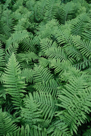 Lush vibrant green fern fronds creating a dense and intricate natural tapestry.の写真素材