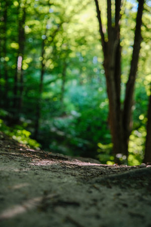 Sunlit forest path winding through vibrant green trees, bathed in natural light and tranquil shadows.の写真素材