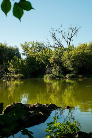 Calm green lake reflecting lush trees and a stark bare tree against a clear blue sky.の写真素材
