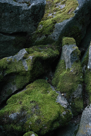 Close-up of large, moss-covered rocks forming a natural rockfall or barrier.の写真素材