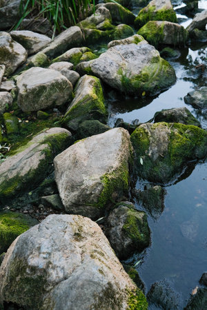 Mossy river stones with reflective water and hints of green foliage.の写真素材