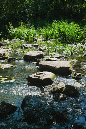 Sunlit stepping stones cross a shallow, clear stream, bordered by lush green foliage and sparkling...