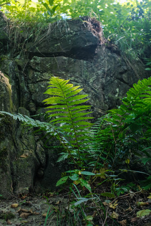 Vibrant fern with sunlit fronds against a textured, rocky background in a natural setting.の写真素材