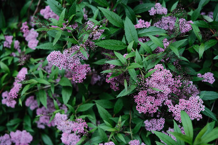 Lush green foliage adorned with clusters of vibrant pink and purple blossoms, creating a beautiful natural tapestry.の写真素材