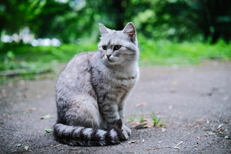 A focused tabby cat sits gracefully on a path, observing its surroundings with keen eyes.の写真素材