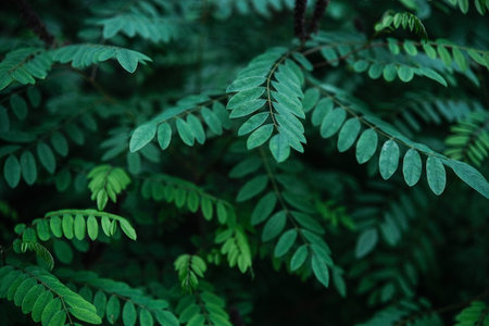 Lush green pinnate leaves create a dense, textured natural background with varying light.の写真素材