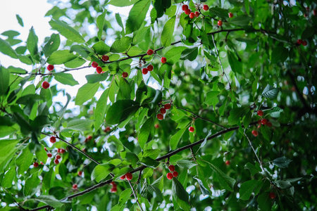 Lush green leaves with vibrant red berries, seen from below against a bright sky, indicating a bountiful harvest.の写真素材
