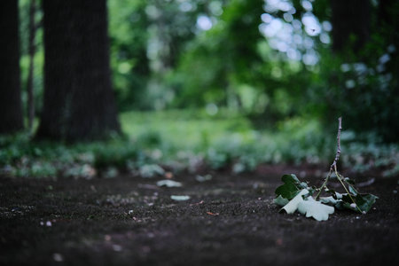 Fallen leaves and a branch lie on a dark forest floor, hinting at the depths of a tranquil woodland.の写真素材