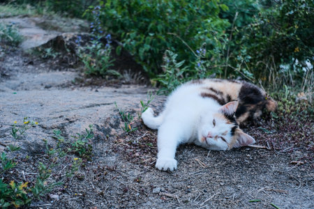 A relaxed calico cat resting on the ground with a soft gaze, blending into its natural surroundings.の写真素材