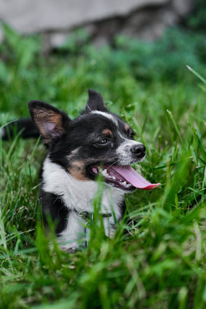 A joyful dog is playing energetically in the beautiful lush green grass of the park