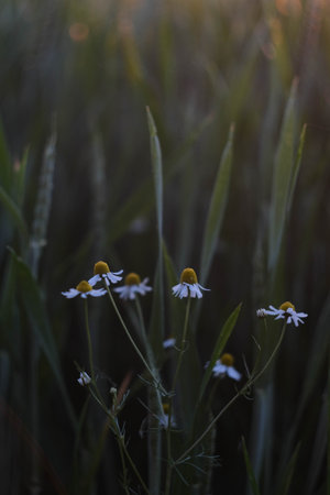 Delicate and picturesque wildflowers flourish in a bright and sunlit field of natureの写真素材