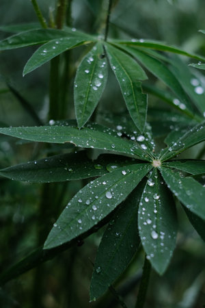 Dewdrops delicately resting on lush green leaves appear vibrant and beautiful after a rainy dayの写真素材
