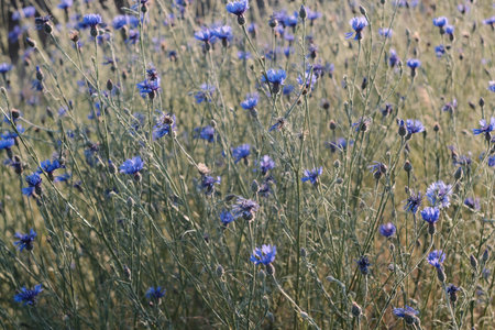 Vibrant Blue Wildflowers are in Full Bloom Flourishing Beautifully Against a Clear Blue Sky