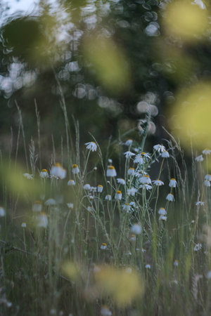 A Serene Wildflower Meadow Scene in Gorgeous Soft Focus and Gentle Natural Lightの写真素材