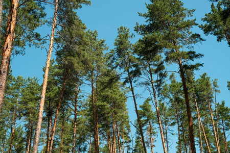 Towering Pine Forest Against a Bright Blue Sky, Summer Day.