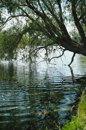Lush Lakeside Scene with Overhanging Treeの写真素材
