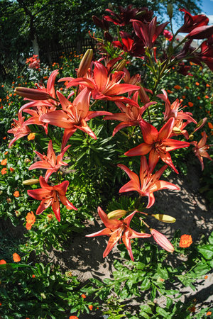 Vibrant red-orange lilies blooming abundantly in a garden, showcasing their striking color and elegant form under bright light.の写真素材