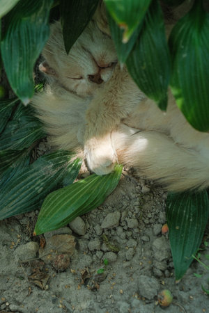 A light-furred cat peacefully napping, nestled amongst lush green leaves in a tranquil outdoor setting.の写真素材