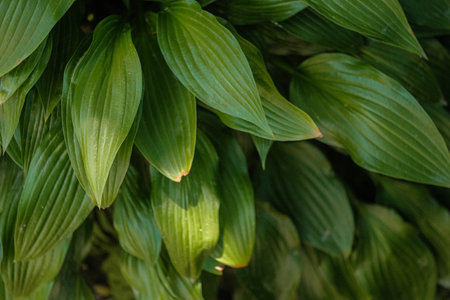 Lush green foliage with intricate vein patterns, capturing natural light and vibrant textures in a close-up botanical view.の写真素材