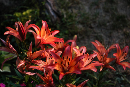 Vibrant orange-red lilies with dark spots, glowing against a soft, dark background. Elegant blooms in natural light.の写真素材