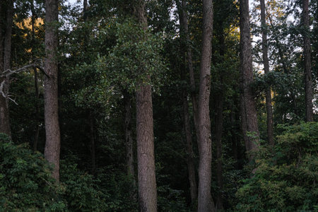 Tall Forest Trees at Dawn. Sunlight pierces through the dense canopy of a lush green forest,...