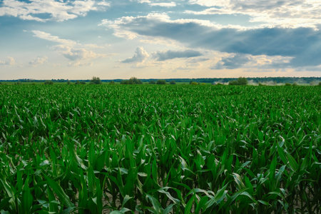 Lush Green Cornfield Under Cloudy Sky. A vast field of vibrant green corn stretches to the horizon beneath a partly cloudy sky.の写真素材