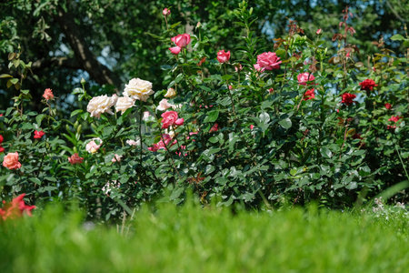 Assorted roses in red, pink, and white bloom vibrantly in a lush green garden setting.の写真素材