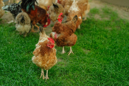 Chickens roam freely on vibrant green grass in a sunlit farmyard, enjoying a natural environment.の写真素材